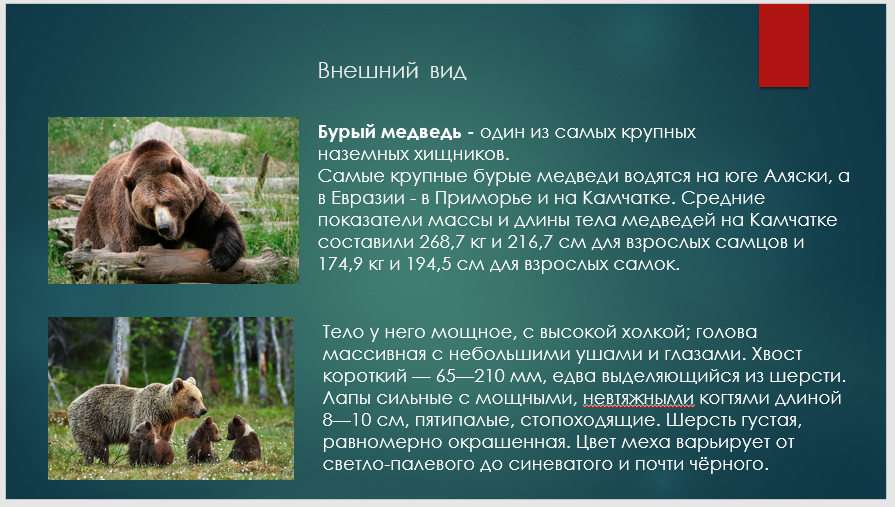 Медведь символ предусмотрительности и силы огэ русский. Медведь символ предусмотрительности и силы огэ русский