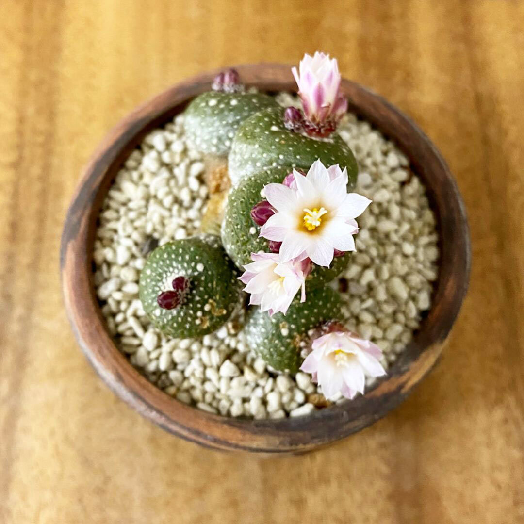 Blossfeldia liliputana