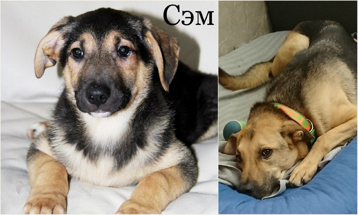 И Сэм порыжел