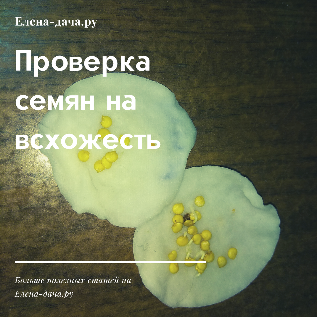 Как проверить семена на всхожесть в соленой. Проверка семян на всхожесть. Тест семян на всхожесть. Проверка семян на всхожесть в воде. Способы проверки семян на всхожесть.