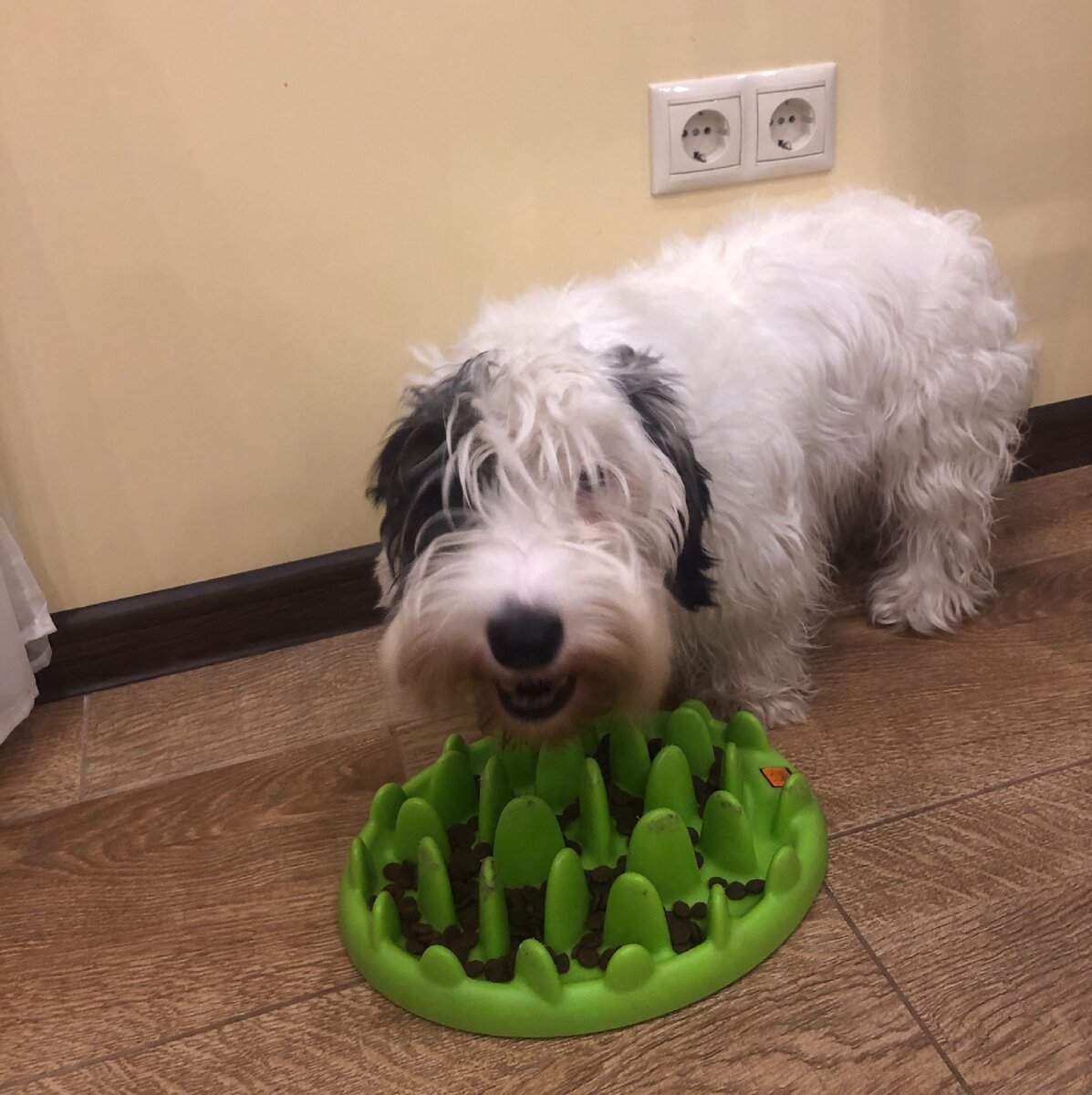 Нашей Дженни поначалу недоумевала, но освоилась быстро:)