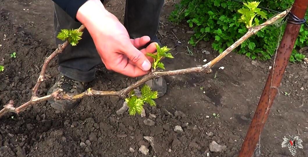 ЗЕЛЁНЫЕ ОПЕРАЦИИ на Винограднике! НОРМИРОВКА Винограда ЗЕЛЁНЫМИ Побегами