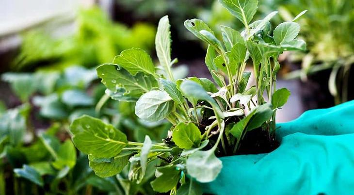 Когда сажать капусту рассадой: оптимальные сроки и советы по уходу за растением