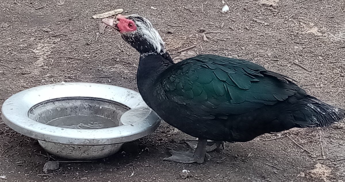 Стоит следить, чтобы в холода индоутки не принимали душ, они все же южане по происхождению.