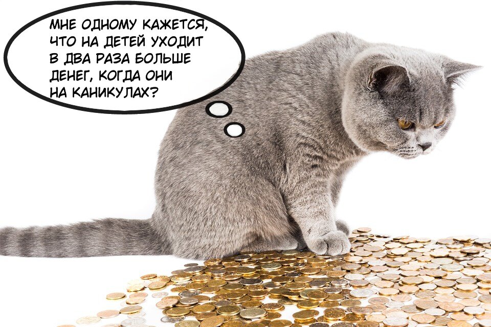 Кото мемы. Кото meme. Кото мелочь. Кото мемы доказывает. Кото мемы жёсткие с надписями.