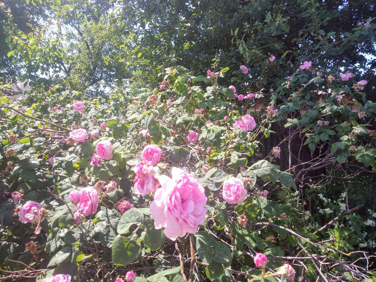 Несравненная королева цветов, моя любимая роза,- само совершенство