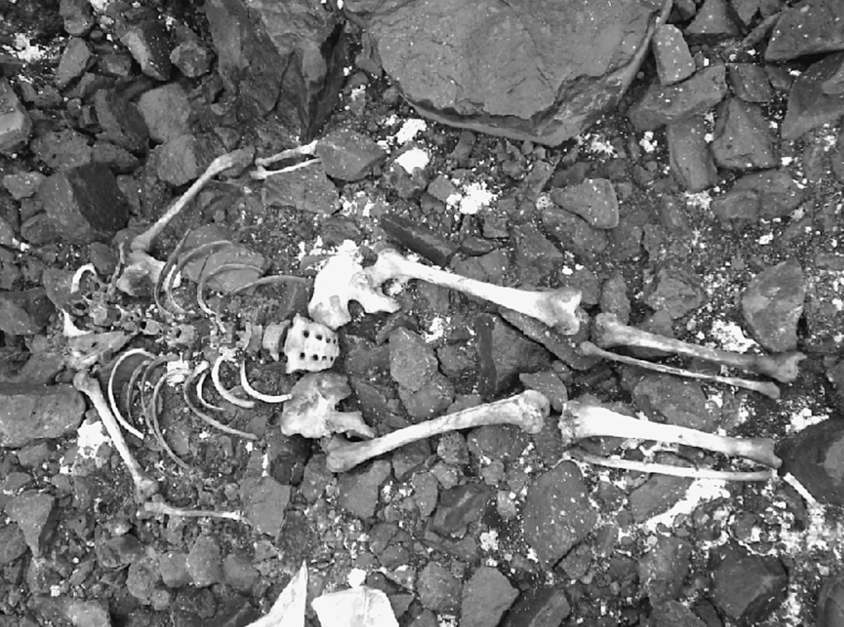 Скелет на острове Земля Георга