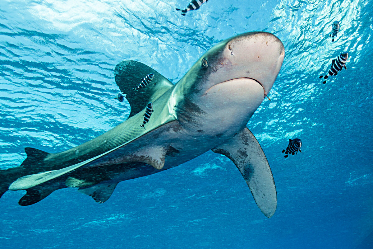 Что помогает акуле. Oceanic Whitetip Shark. Океаническая белоперая акула. Риф Эльфинстоун. Длиннокрылая акула.