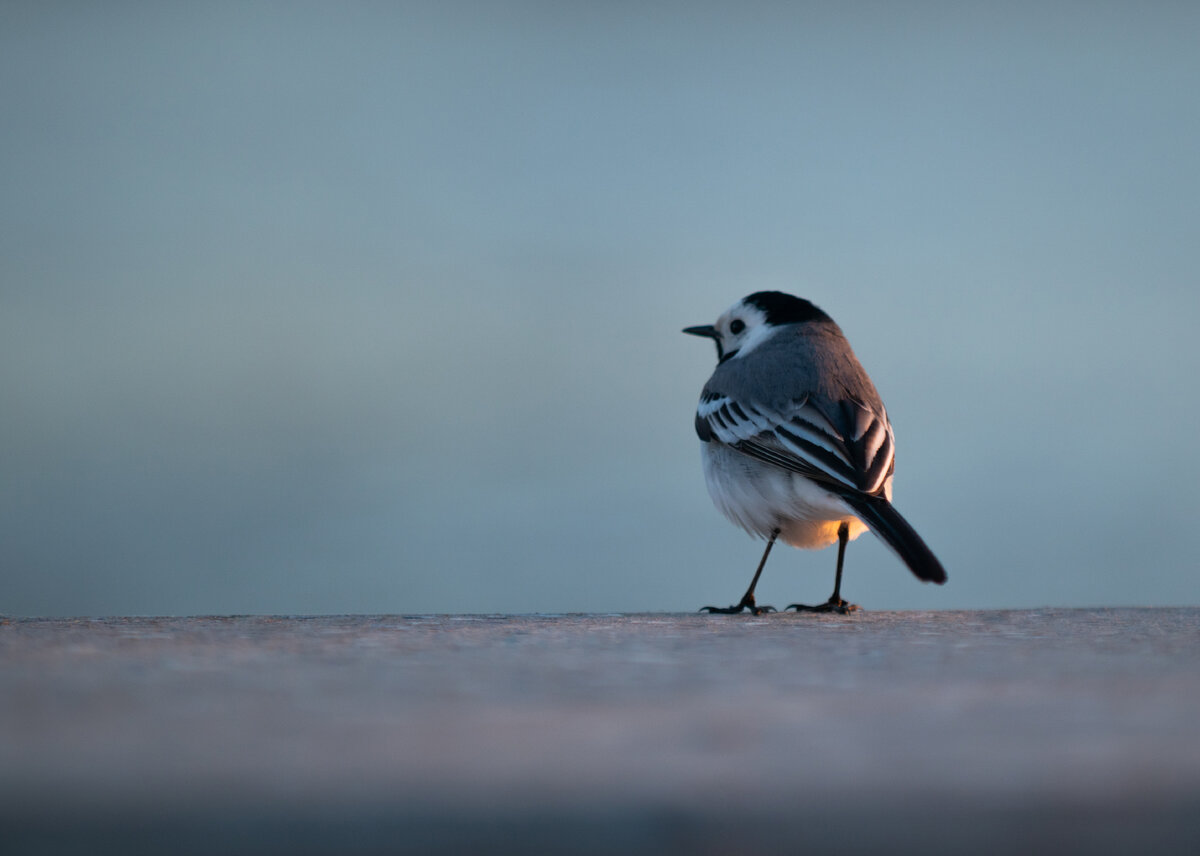 Уфимская трясогузка на Набережной, май 2021
