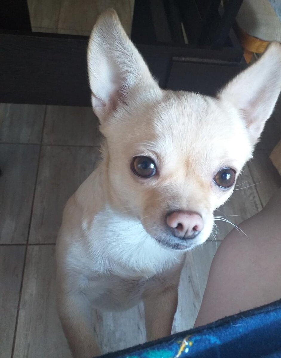 что поесть дашь?