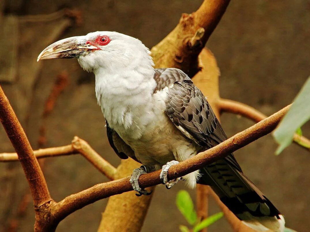 Клюв настолько не похож на щебетало кукушки, что первооткрыватель принял животину за птицу-носорога.