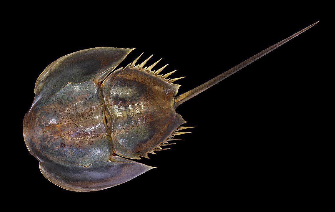 Tachypleus tridentatus. Фото Didier Descouens - собственная работа, CC BY-SA 4.0, https://commons.wikimedia.org/w/index.php?curid=8394684