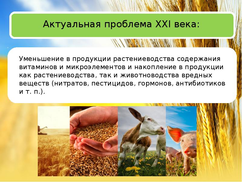Основная проблема земледелия. Проблемы сельского хозяйства. Сельское хозяйство для презентации. Проблемы растениеводства. Продукция растениеводства и животноводства.