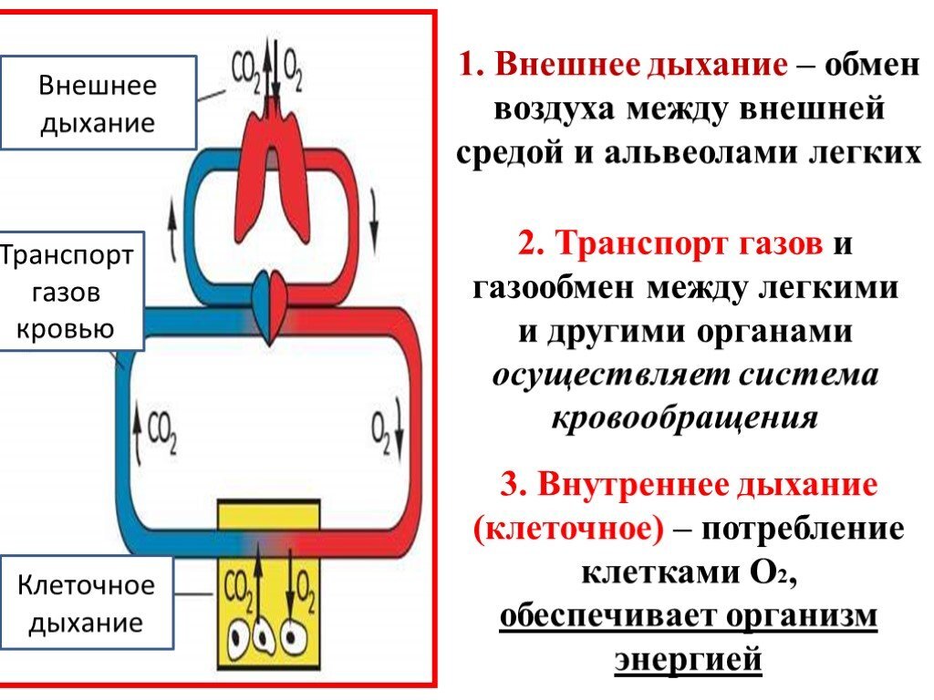 Обмен газов между альвеолярным воздухом. Этапы процесса дыхания схема. Дыхание внешнее и внутреннее схема. Процесс дыхания (этапы процесса дыхания).. Схема этапов процесса дыхания 3 фазы дыхания.