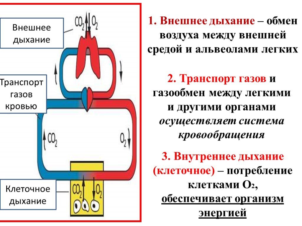 Этапы дыхания и их значение. Схема этапов процесса дыхания. Характеристика внешнего и внутреннего дыхания. Этапы дыхания физиология схема. Транспорт газов кровью физиология схема.