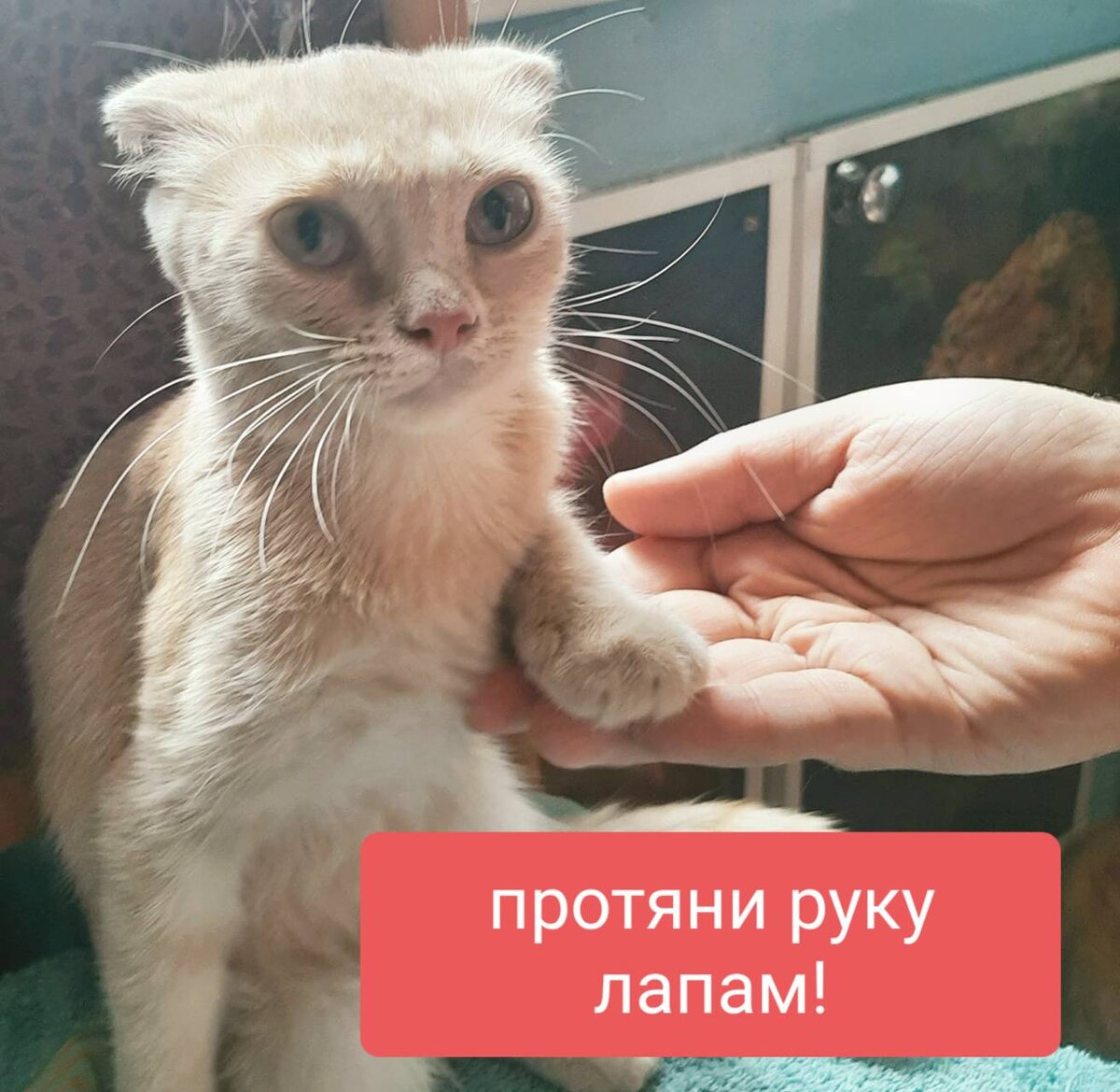 Шкатулка кошь 