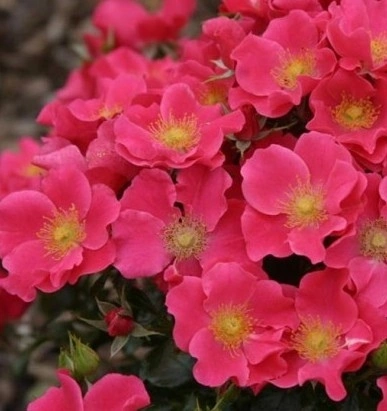 Штадт Ром!!!!!