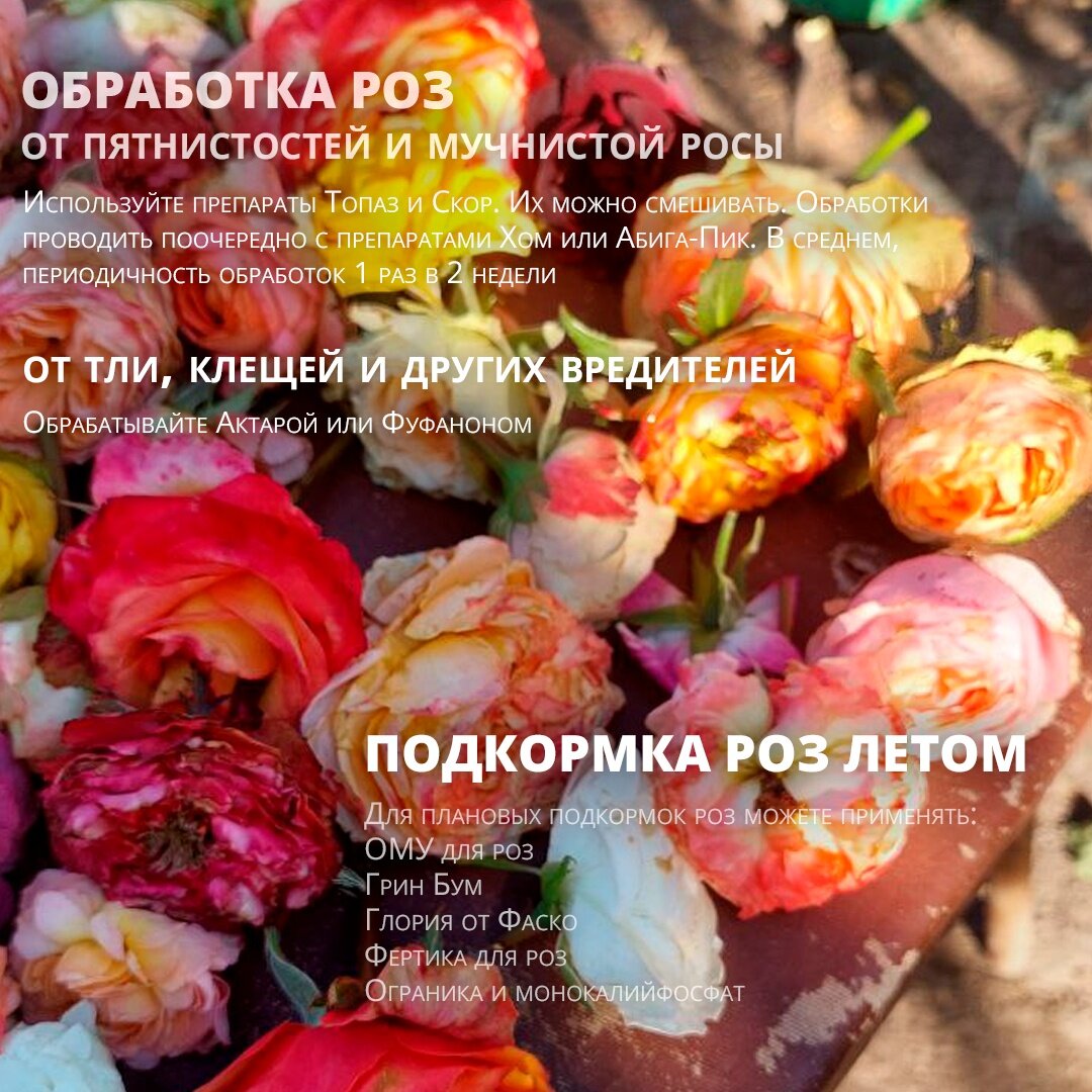 Препараты для обработки роз от вредителей и список удобрений