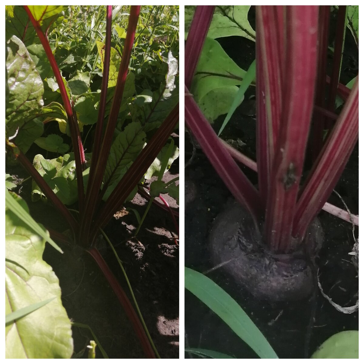 Ждём хорошего урожая красной свёклы. Коллаж из фото автора, 