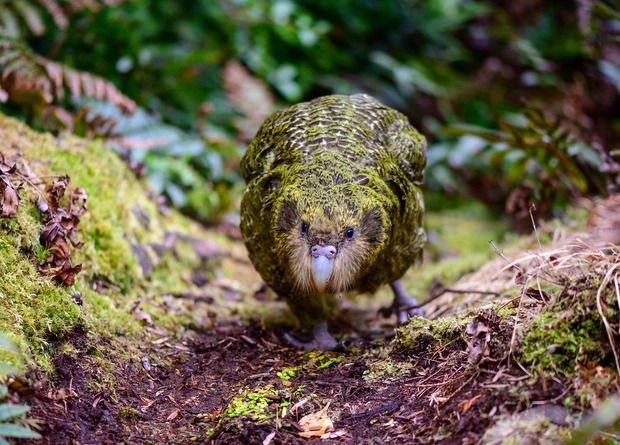 Какапо (Strigops habroptilus) по имени Кеннет с острова Анкор 
Jake Osborne / Flickr