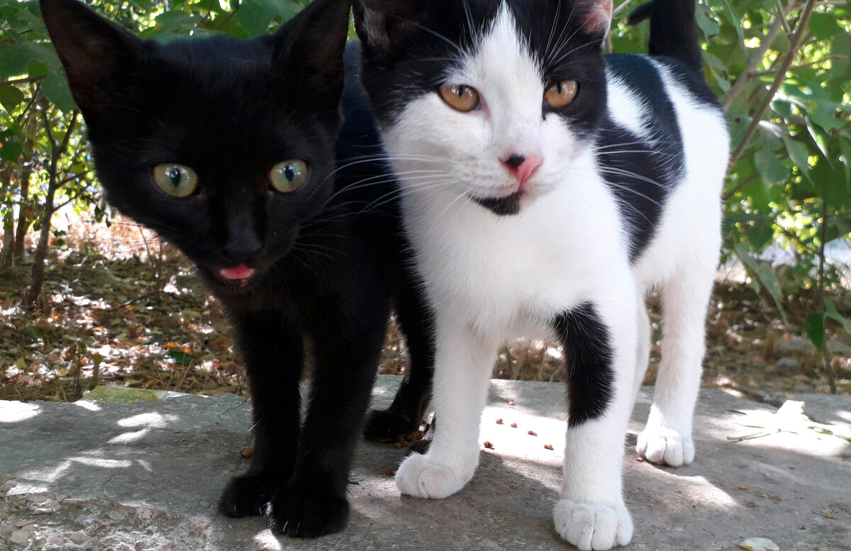 Ночька с Мамкой