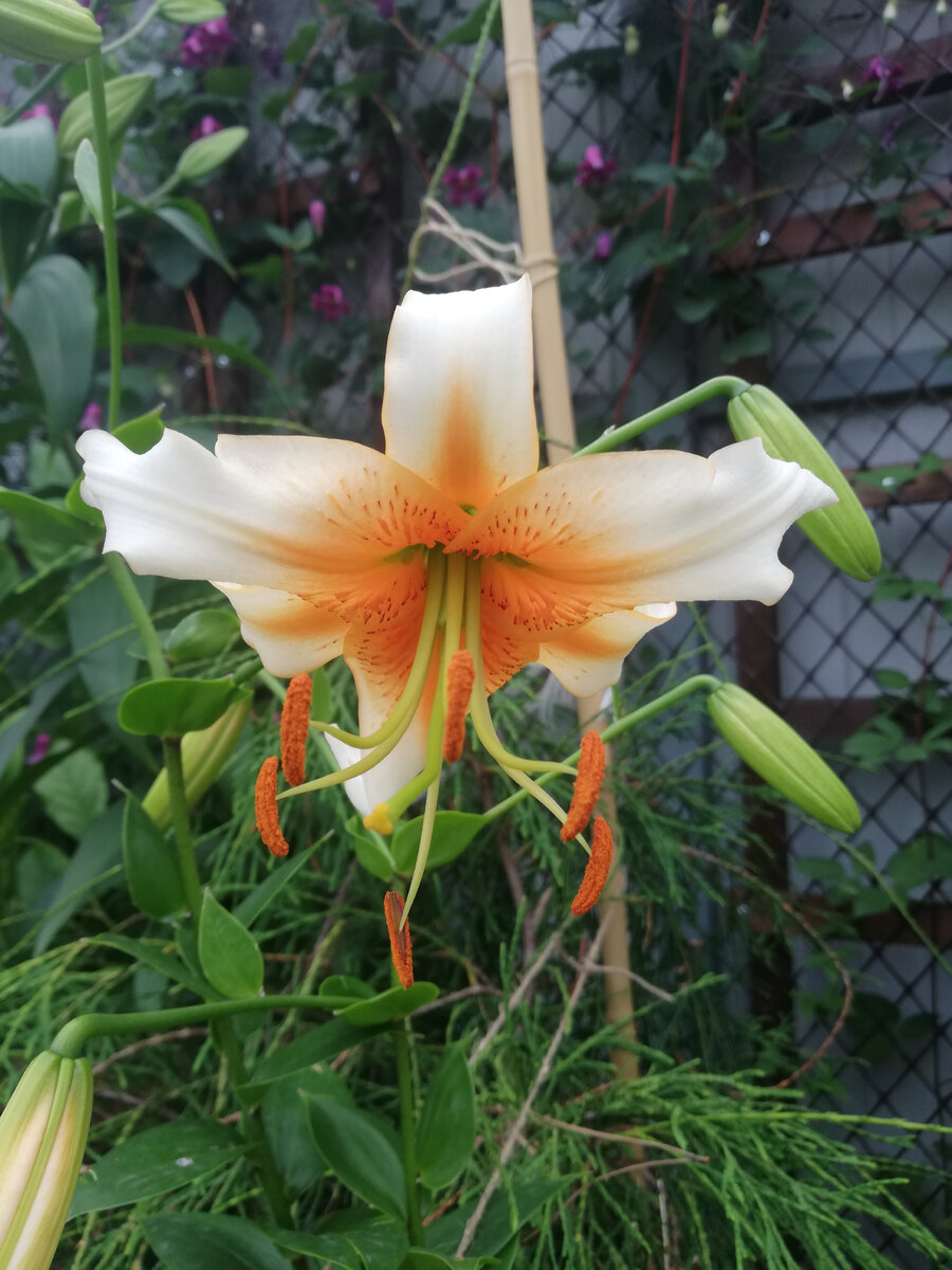 Photo of the bloom of Lily (Lilium 'Lady Alice') Lilium, Flowers, Lily