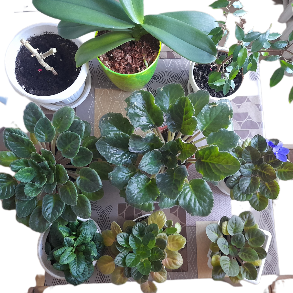 Цветы вернулись и не одни.