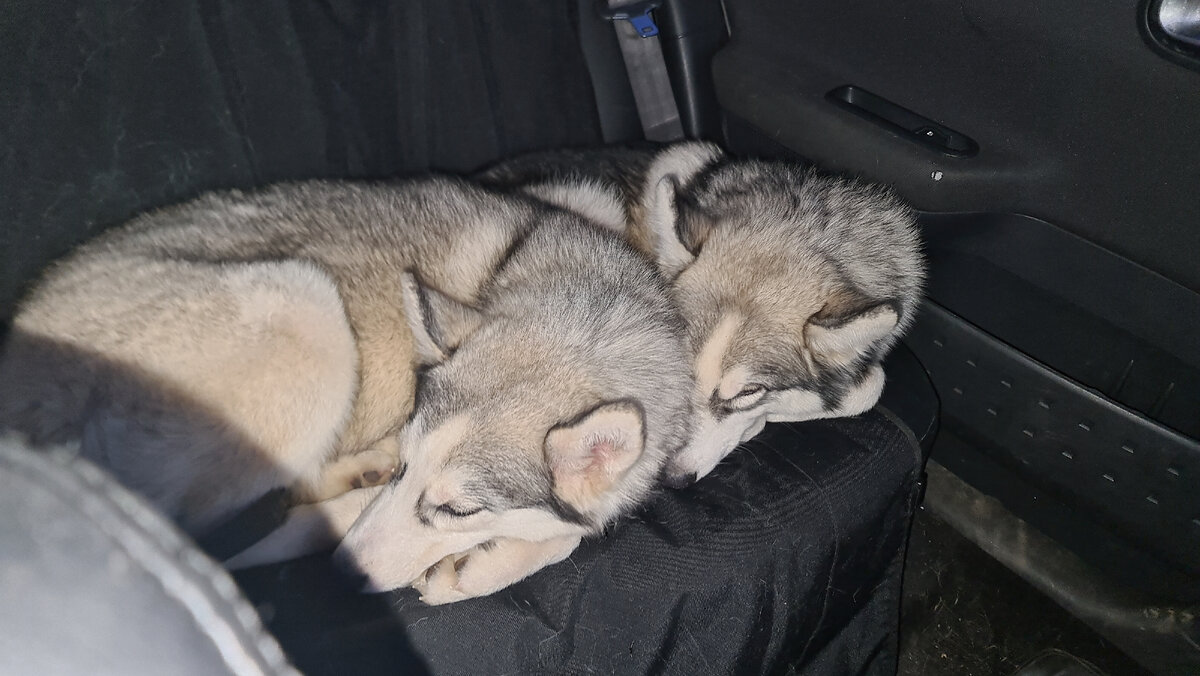 Едем домой. Тут половина собак😆