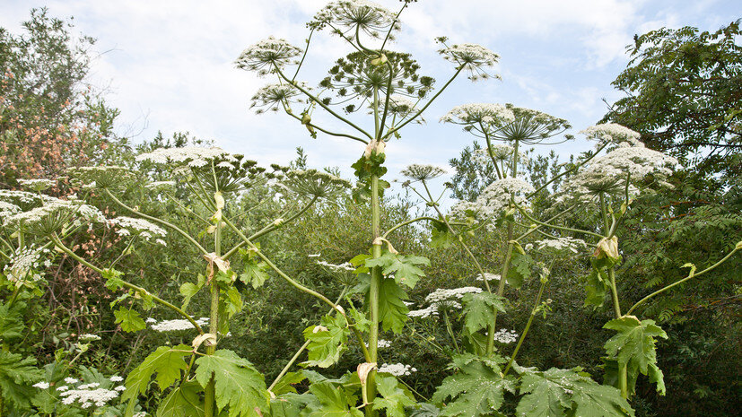   Gettyimages.ru TatianaNurieva