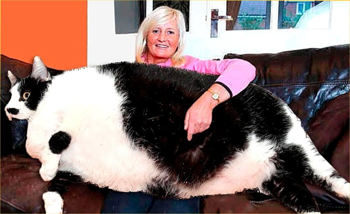 Кошка гигантского размера из США