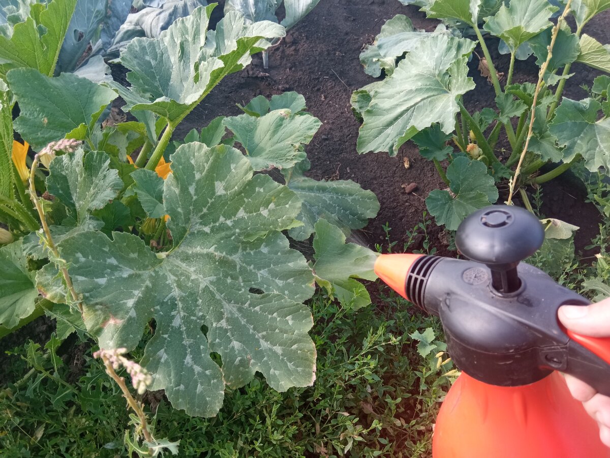 Полив кабачков в открытом грунте. Полив кабачков в открытом грунте в жару. Полив кабачков в открытом грунте. Полив кабачков. Подкормка кабачков.