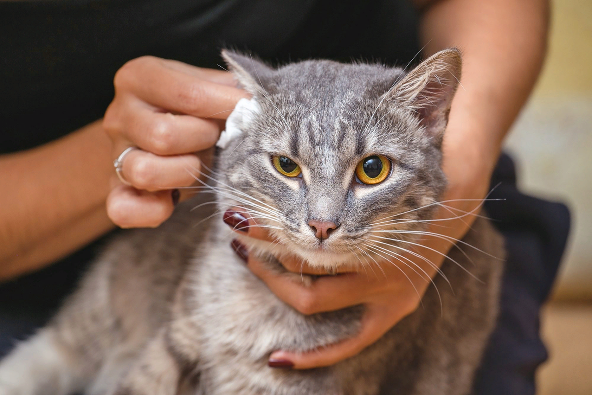 🐱Как чистить уши кошке: советы от ветеринара | Нос, хвост, лапы | Дзен