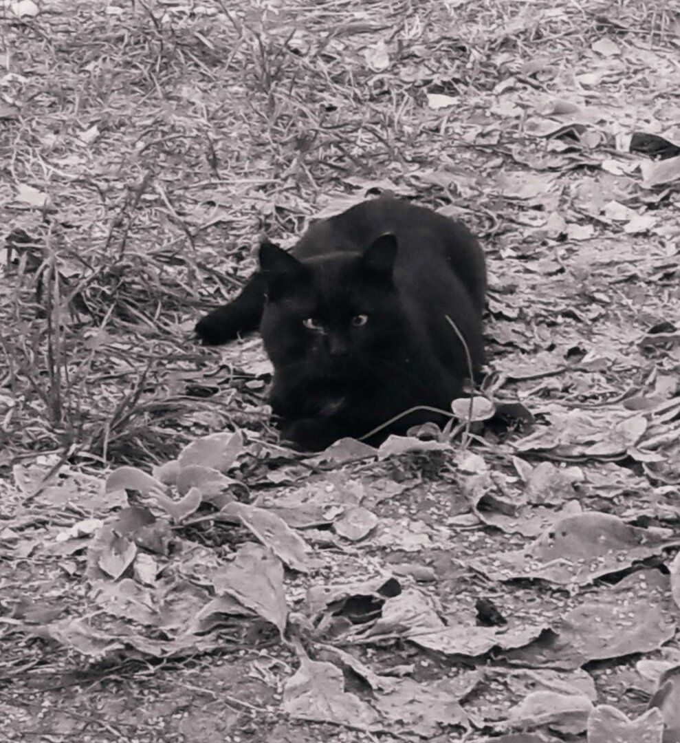 Косенький (лето 2022). смогла сфоткать