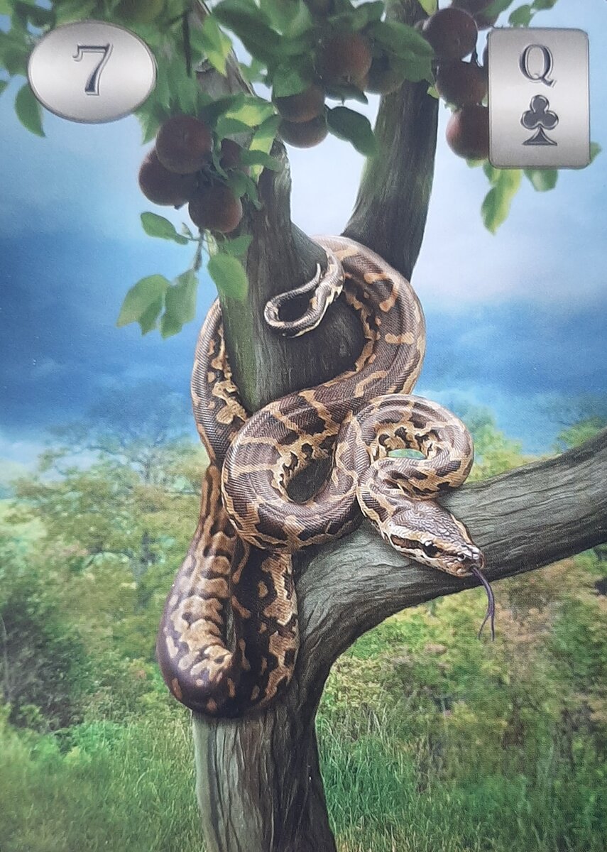 Thelema Lenormand. Renata Lechner