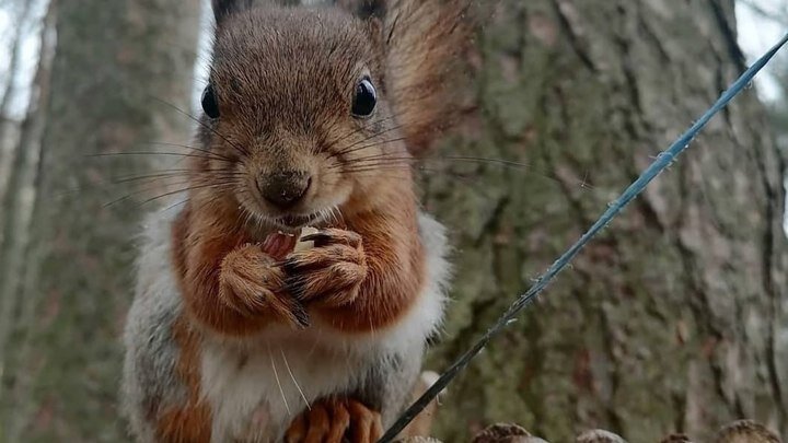 Кот в шоке, ребенок в восторге - белка-мать с четырьмя малышами поселилась на ба