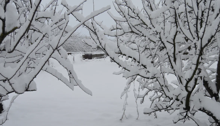 Фото автора. Начало 2023 года. Зимний пейзаж Кубани!