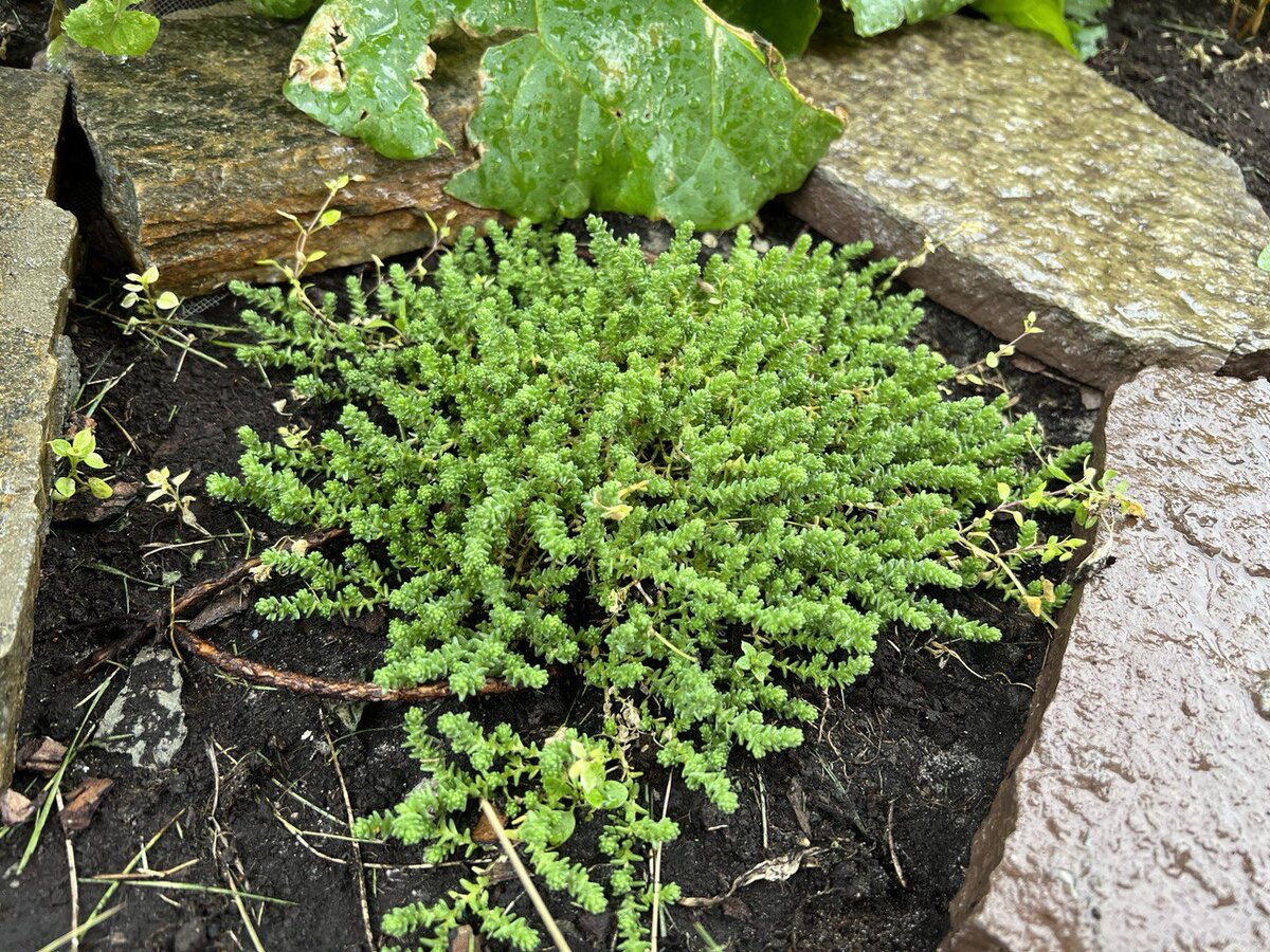 Очиток размножение семенами