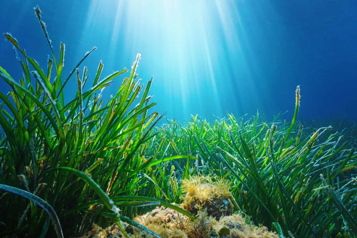 Морская трава Posidonia Oceanica
