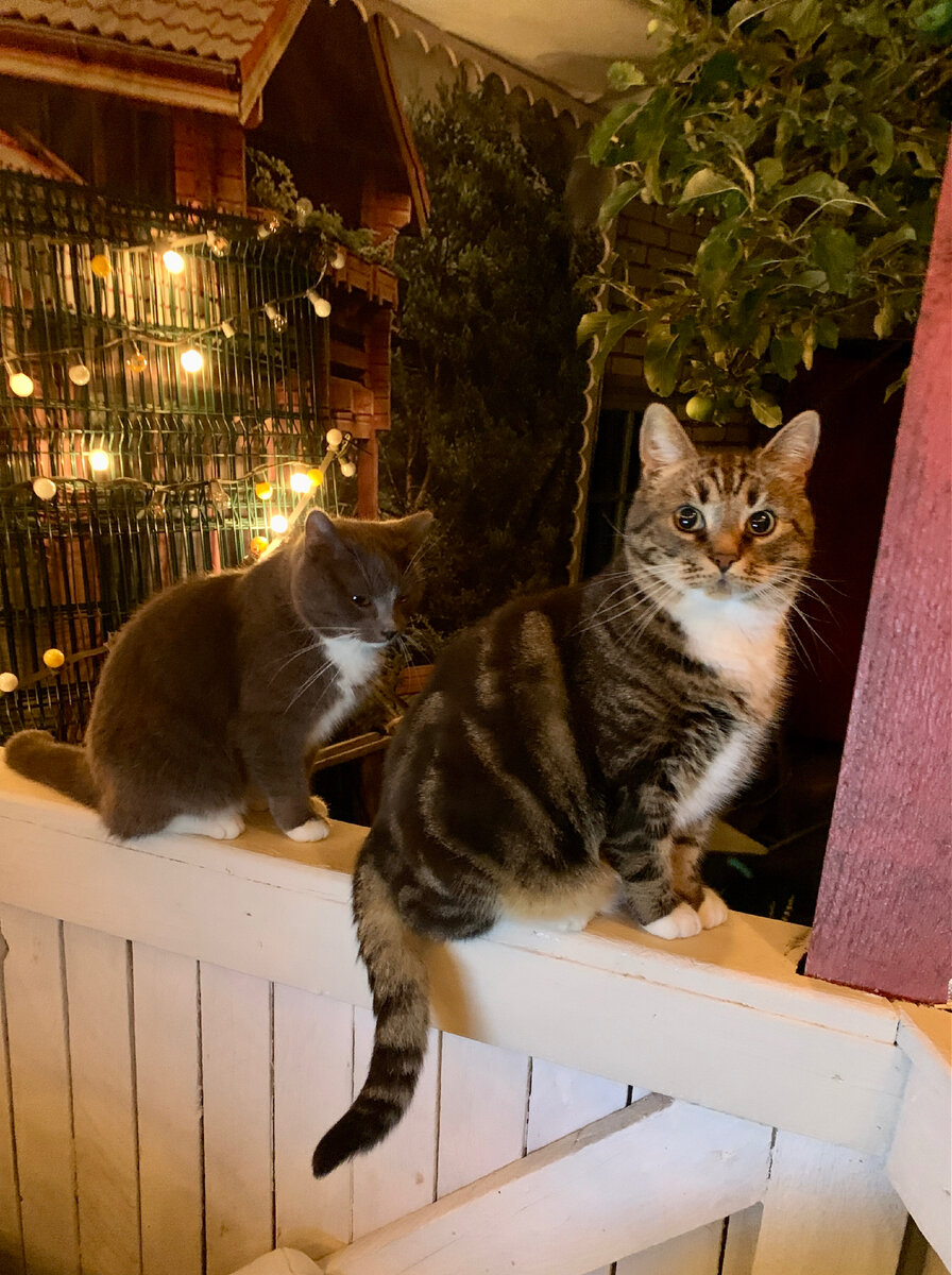 Наши бдительные кошкесы