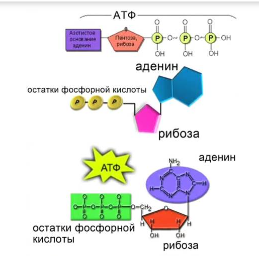 Структура актина