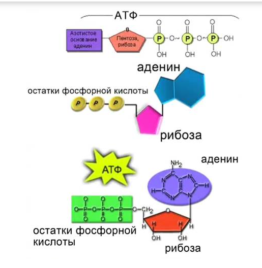 Что такое ДНК и как она работает