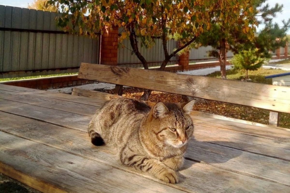    Памятник коту-пожарному Семену поставят в тюменском сквере