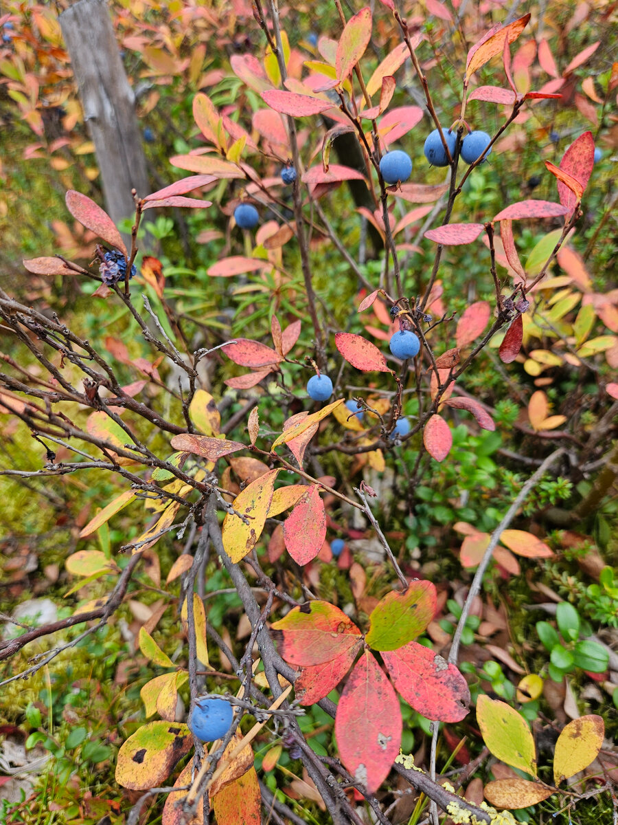 Отсутствие растительности. Эрозия плодородных почв. Засуха. Эрозия почв, засоление, заболачивание, опустынивание. Отсутствие растительности.