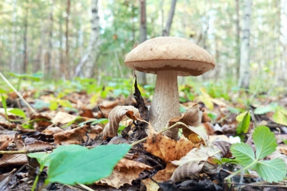    Лесничества создадут в Петрозаводске