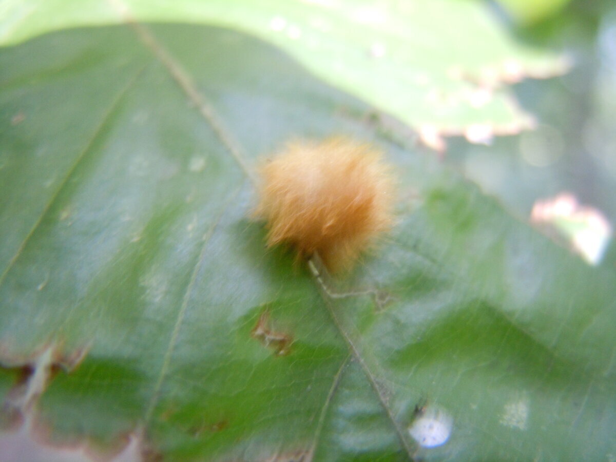 В этом 2023 году на упавшем листе бука заметил вот таких пушистиков. Часть их распушены, а некоторые как бы втянуты и похожи на бритвенные помазки. На обратной стороне листа вид такой.-6