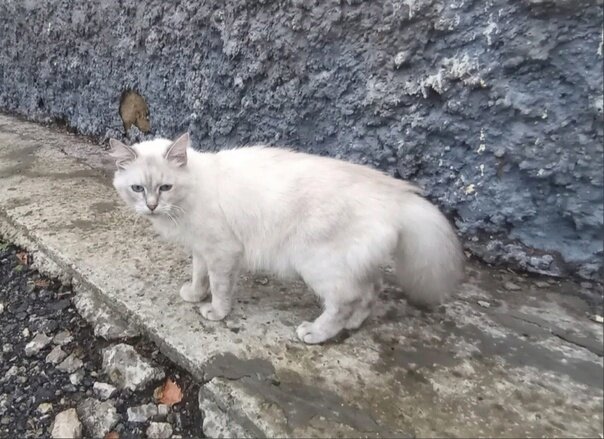 Кошка произвела на всех неизгладимое помещение