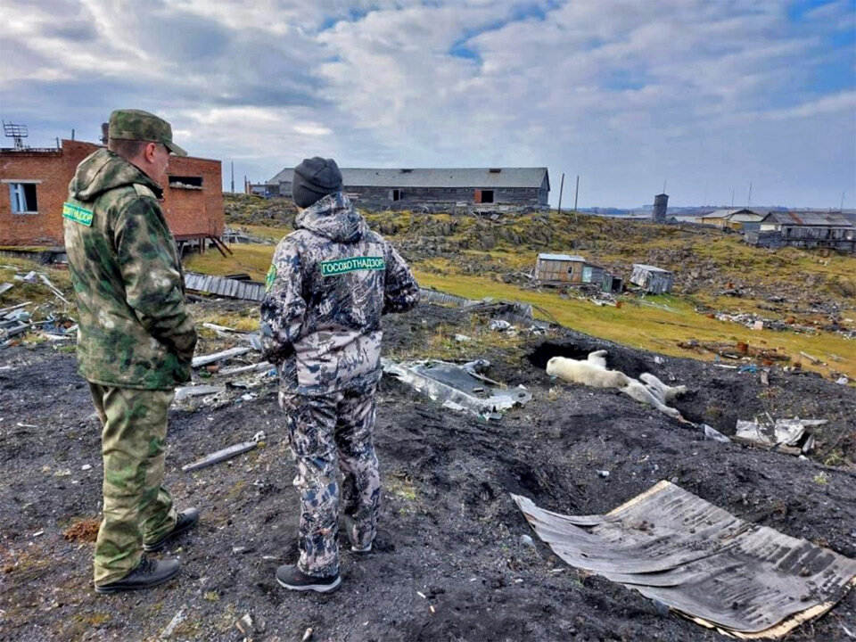     Вот в таком состоянии нашли медведя – он укрылся в яме среди построек