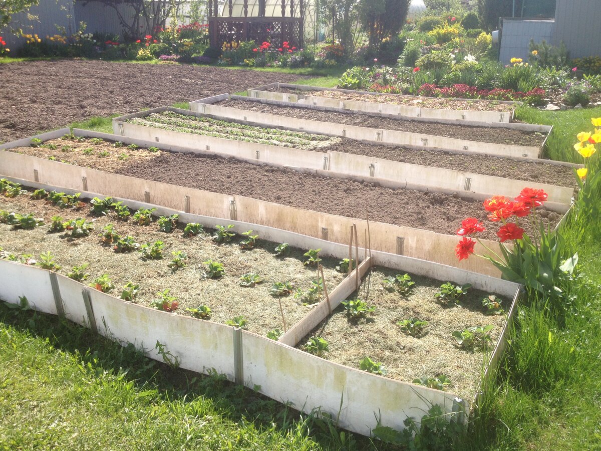Подготовка огорода весной. Обустройство грядки для огурцов. Огород с высокими грядками. Тёплая грядка для огурцов. Грядка для чеснока под зиму.