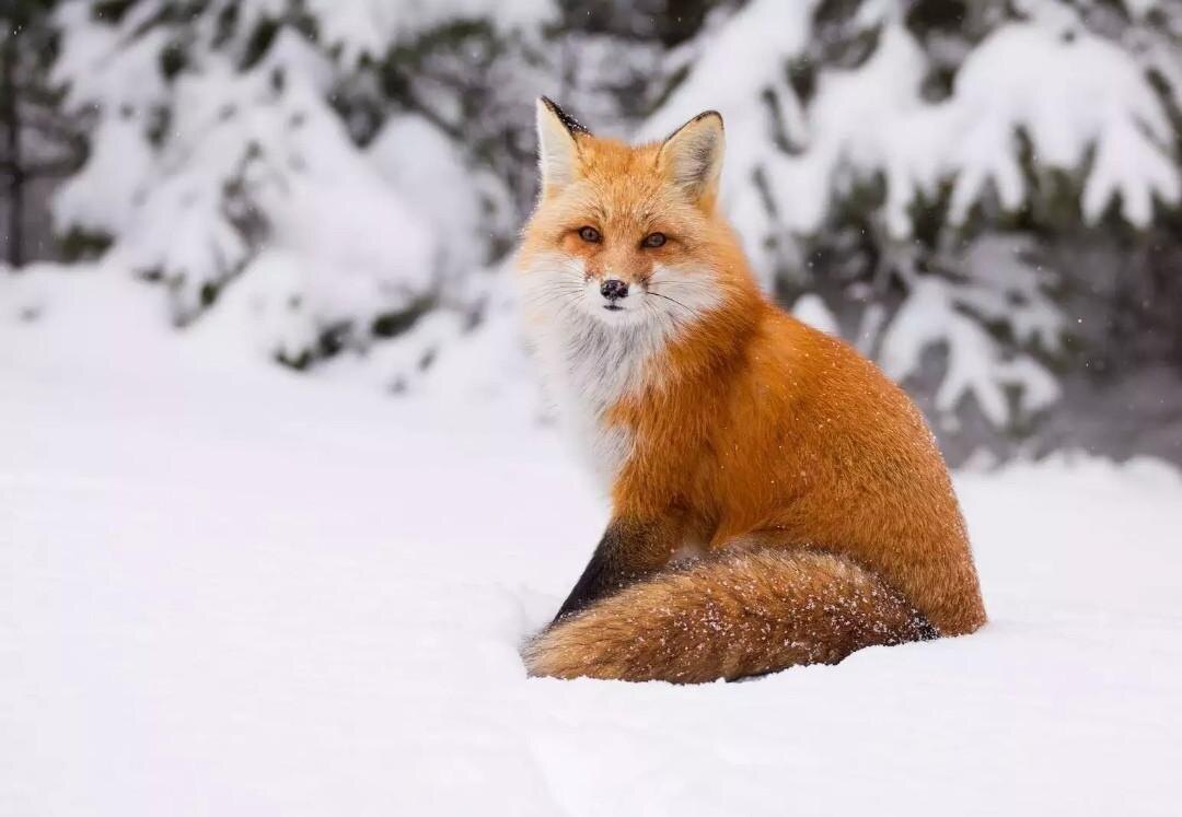 фото;    https://yandex.ru/images/