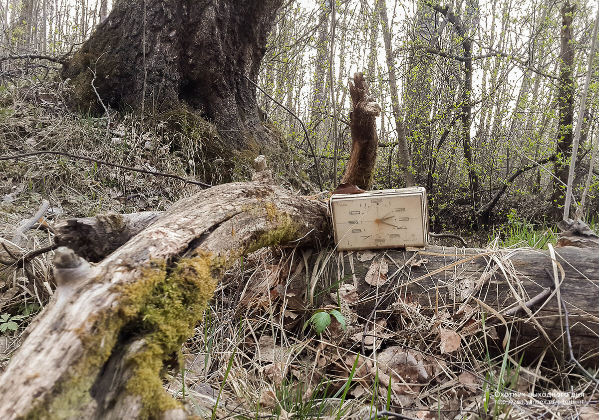 Как оказался этот будильник в лесу?